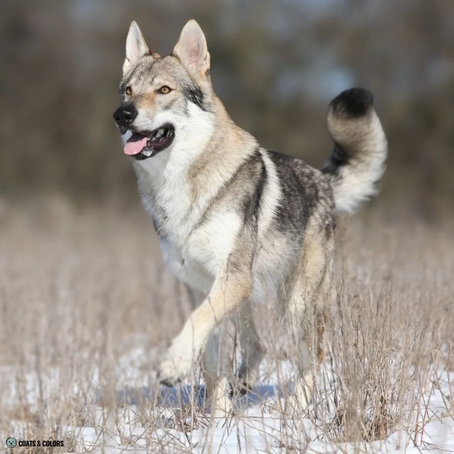 Sable vs Agouti agouti Czechoslovakian Wolfdog