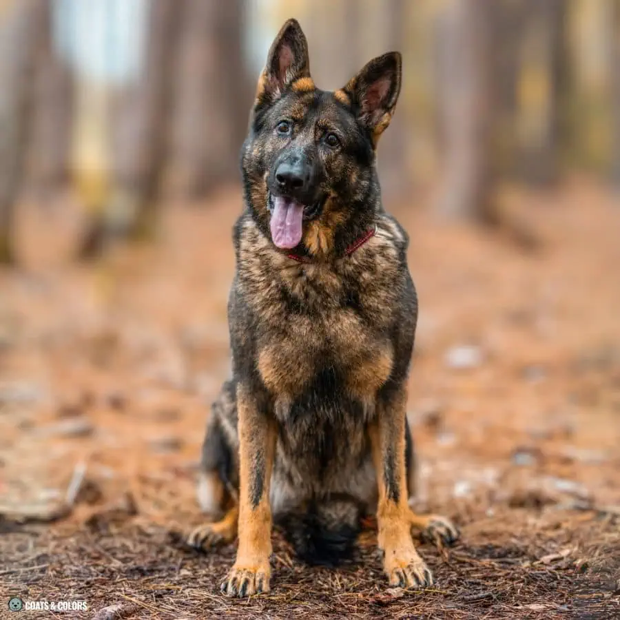 Sable vs Agouti agouti GSD