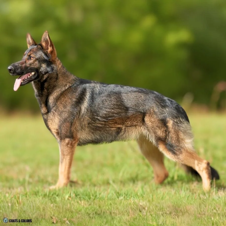 Sable vs Agouti agouti German Shepherd Dog