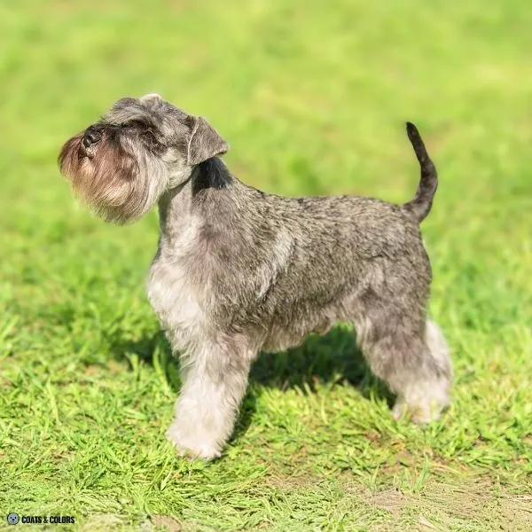 Sable vs Agouti agouti Miniature Schnauzer