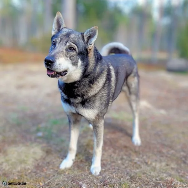 Sable vs Agouti agouti Swedish Elkhound Jamthund
