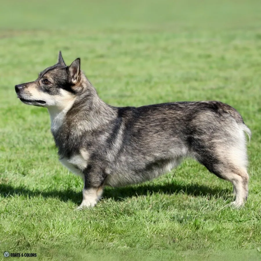 Sable vs Agouti agouti Swedish Vallhund