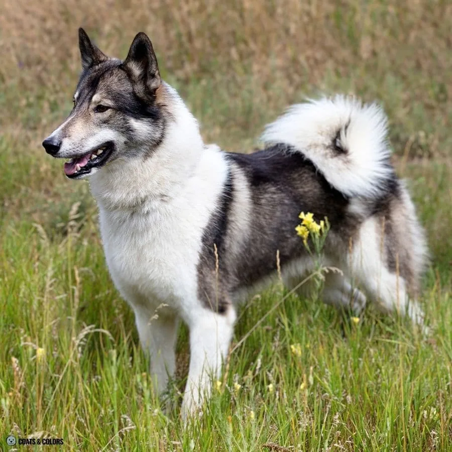 Sable vs Agouti agouti and white Siberian Laika