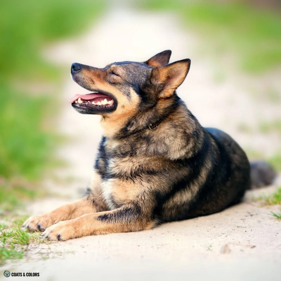 Sable vs Agouti agouti dog profile side