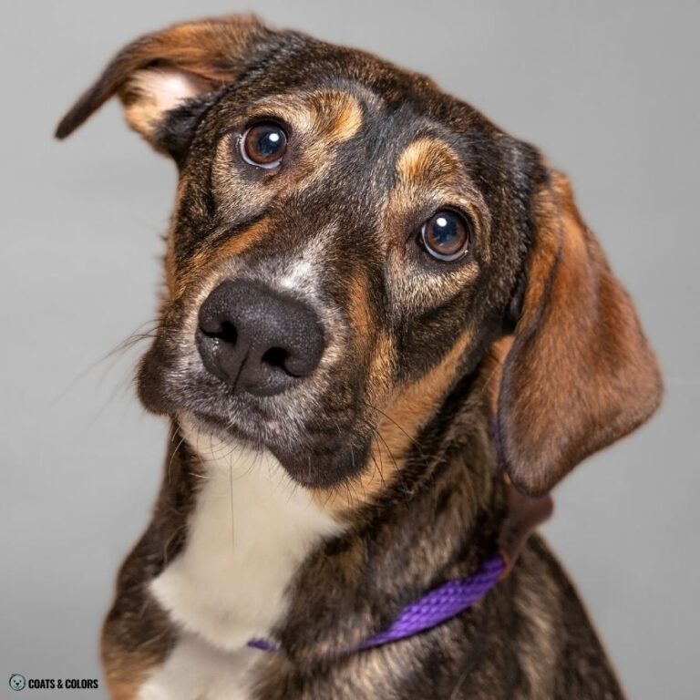Sable vs. Agouti What’s The Difference? Coats and Colors