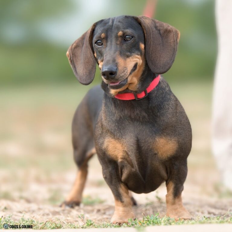 Sable vs. Agouti What’s The Difference? Coats and Colors