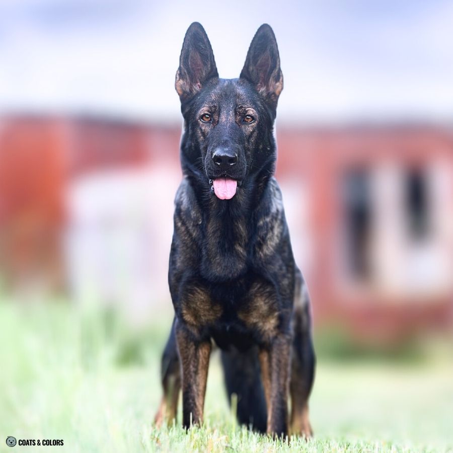 Sable vs Agouti black agouti German Shepherd Dog