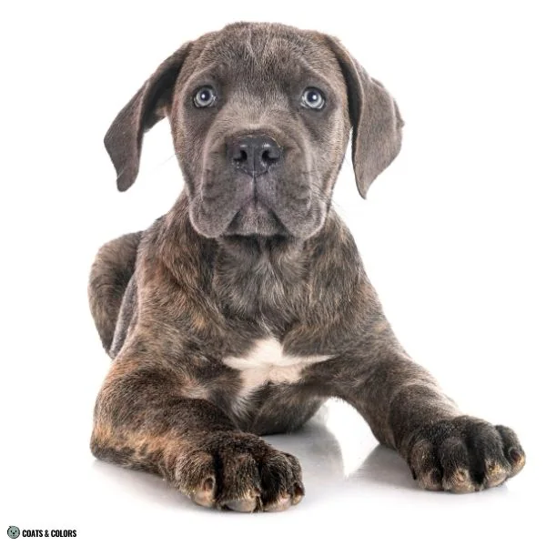 Sable vs Agouti blue brindle mask Cane Corso