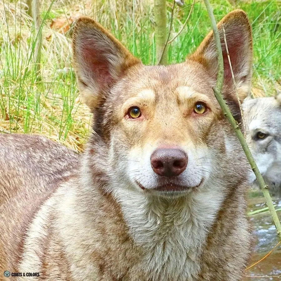 Sable vs Agouti brown Agouti wolfdog