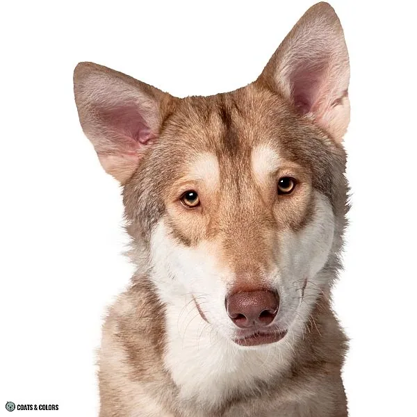 Sable vs Agouti brown agouti Husky