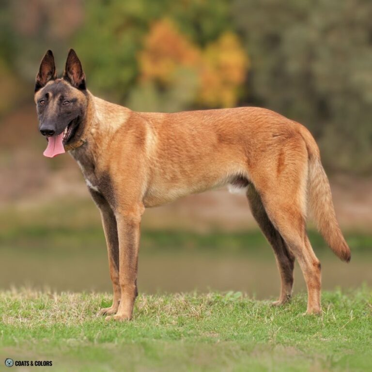 Sable vs. Agouti What’s The Difference? Coats and Colors