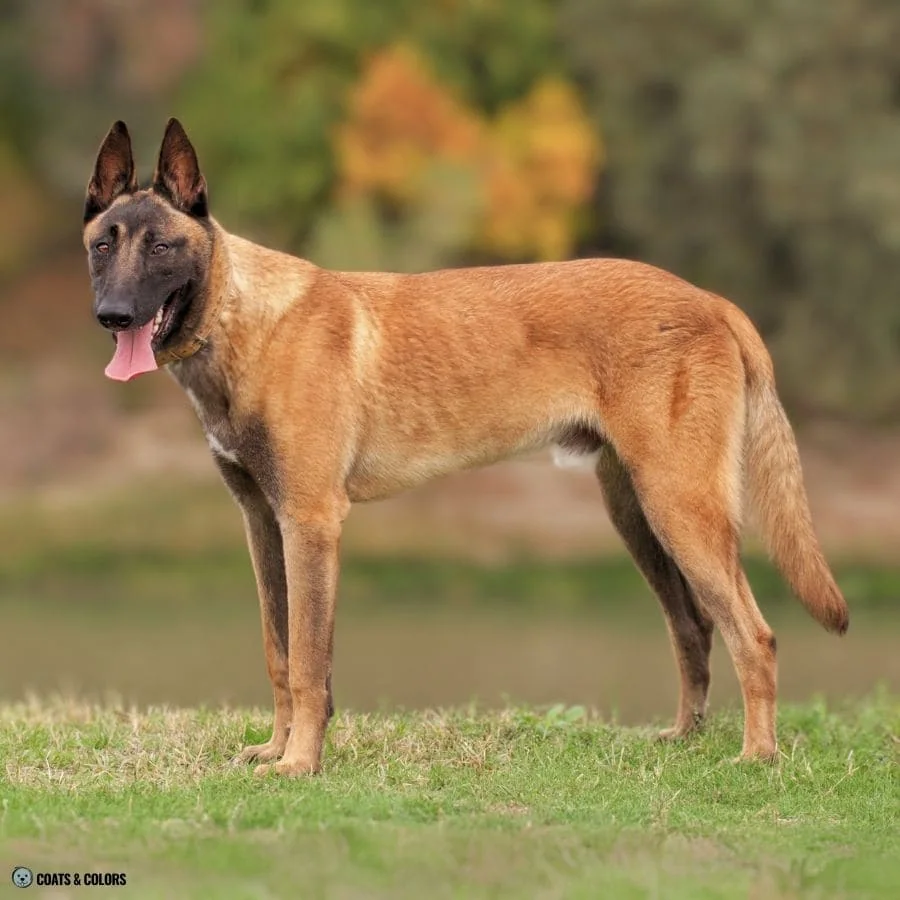 Sable vs Agouti clear sable malinois