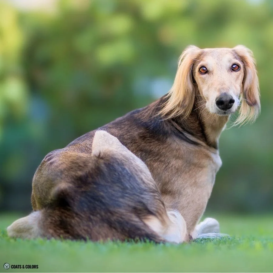 Sable vs Agouti domino pattern saluki