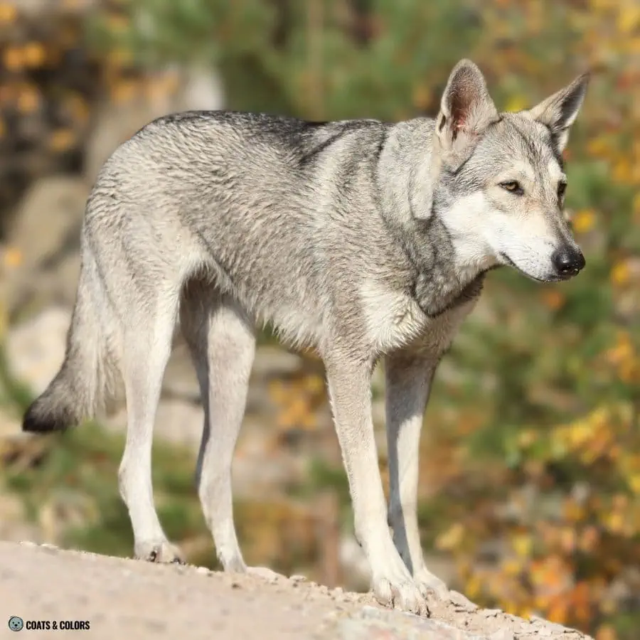 Sable vs Agouti light agouti Saarloos Wolfdog