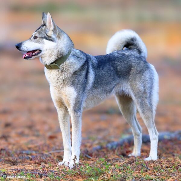 Sable vs. Agouti What’s The Difference? Coats and Colors