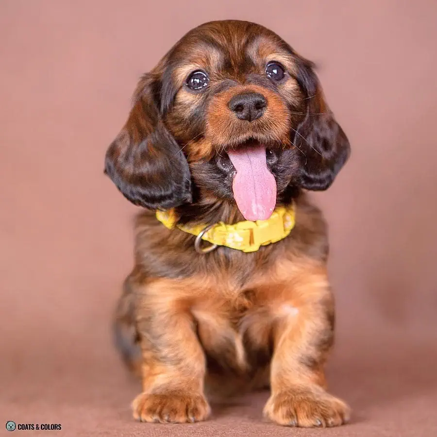 Sable vs Agouti longhaired Dachshund sable puppy
