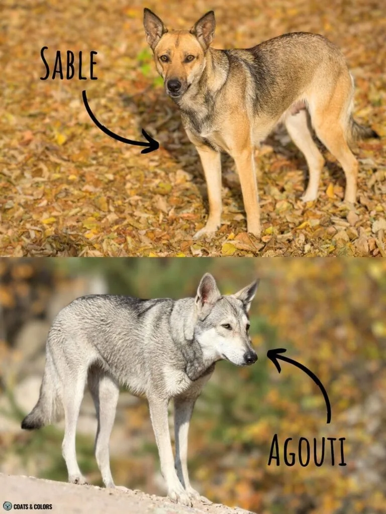 Sable vs Agouti overview