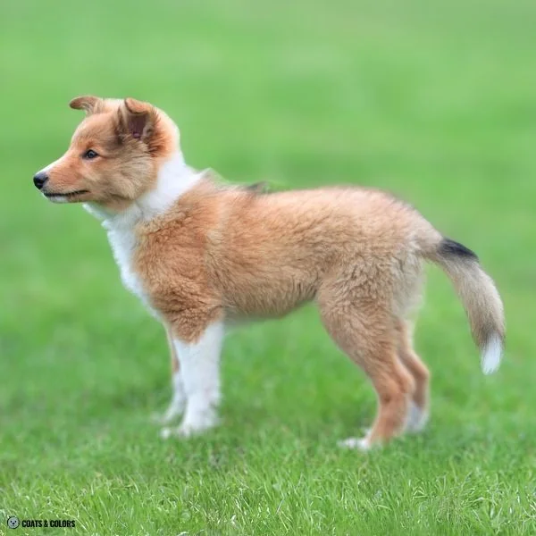 Sable vs Agouti pale phase sable puppy Sheltiie