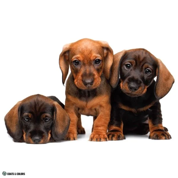 Sable vs Agouti puppies