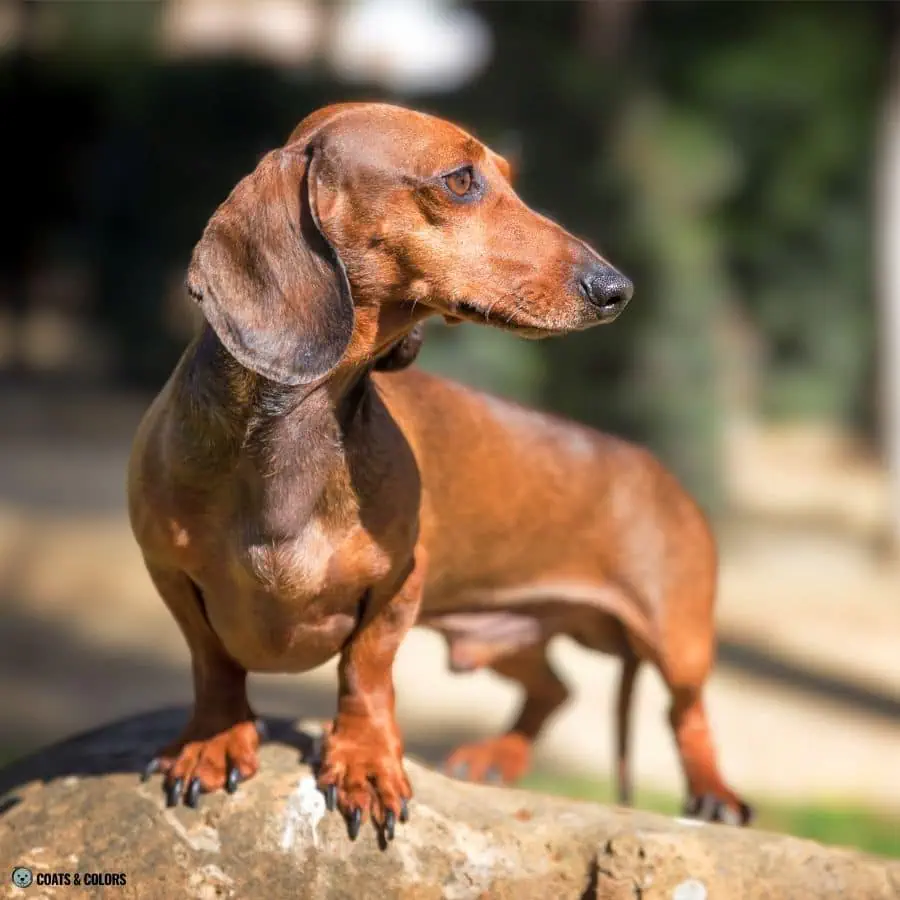 Sable vs Agouti red Dachshund