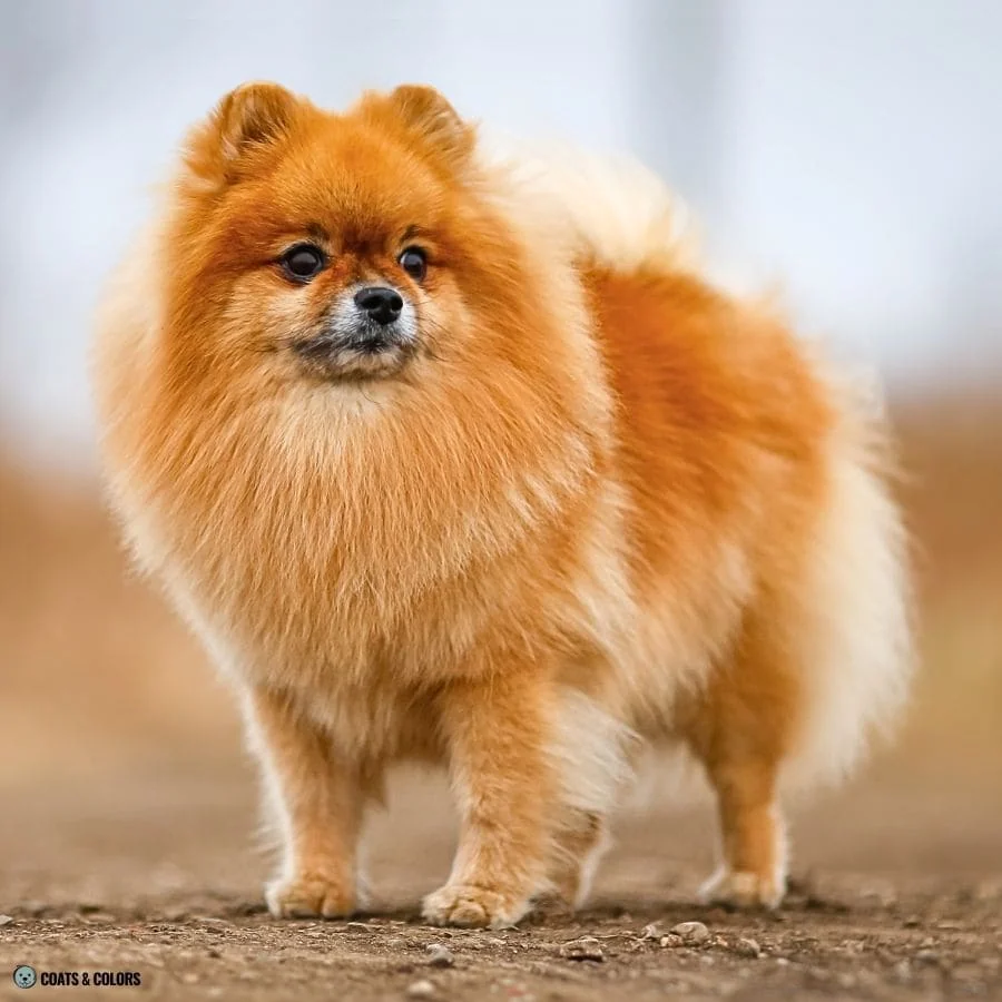 Sable vs Agouti red Pomeranian