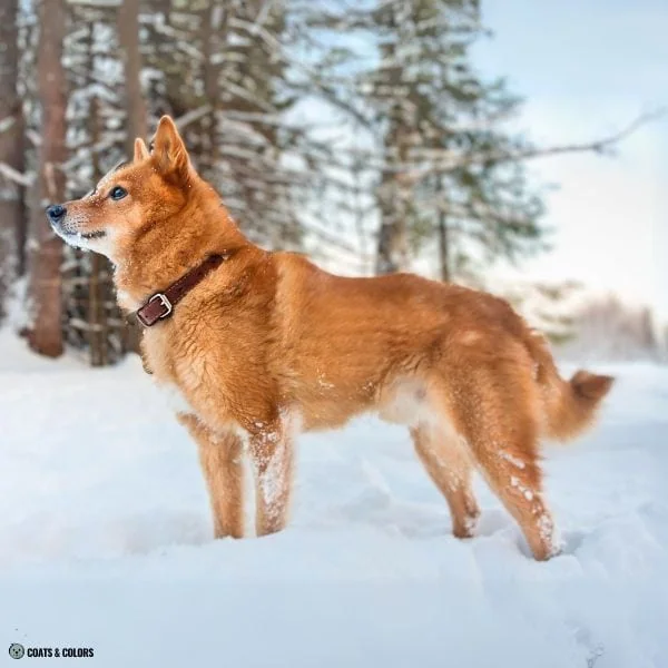 Sable vs Agouti red sable Fnnish Spitz