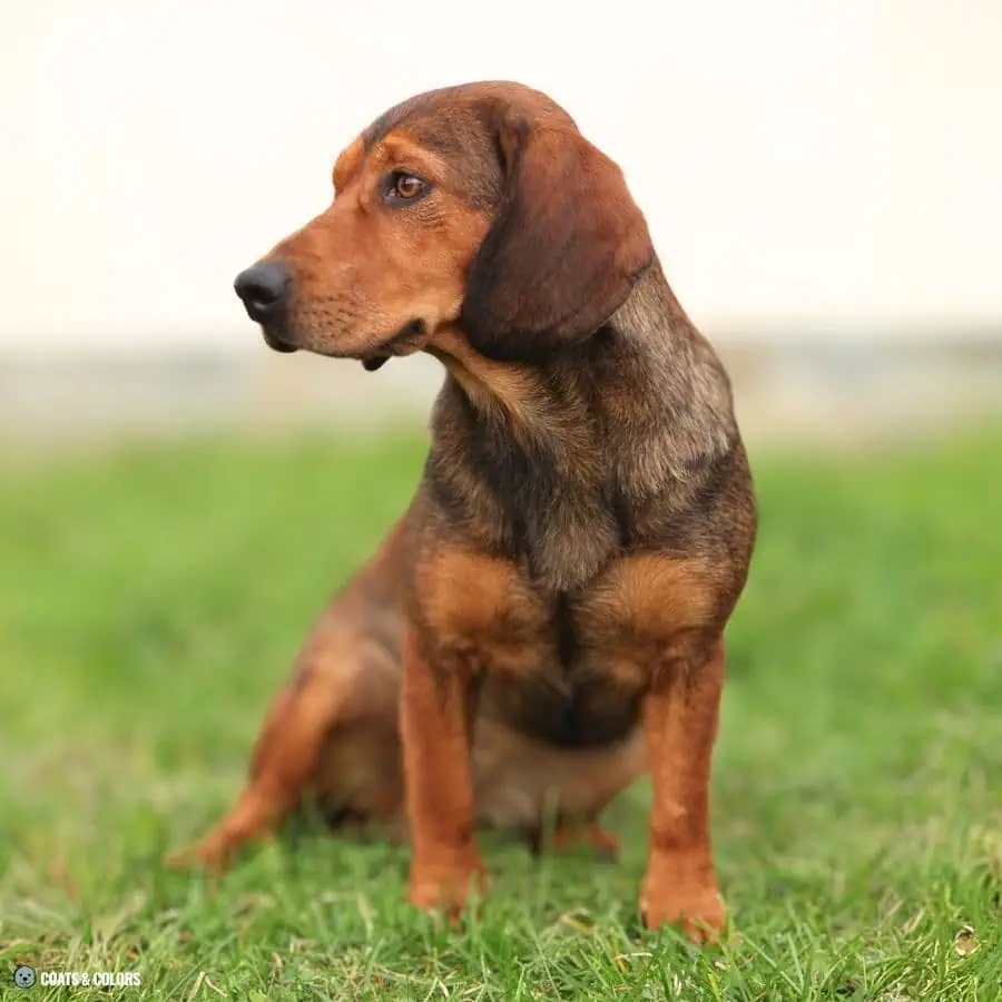 Sable vs Agouti sable Alpine Dachsbracke
