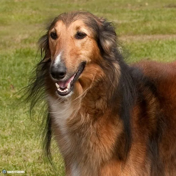 Sable vs Agouti sable Borzoi head