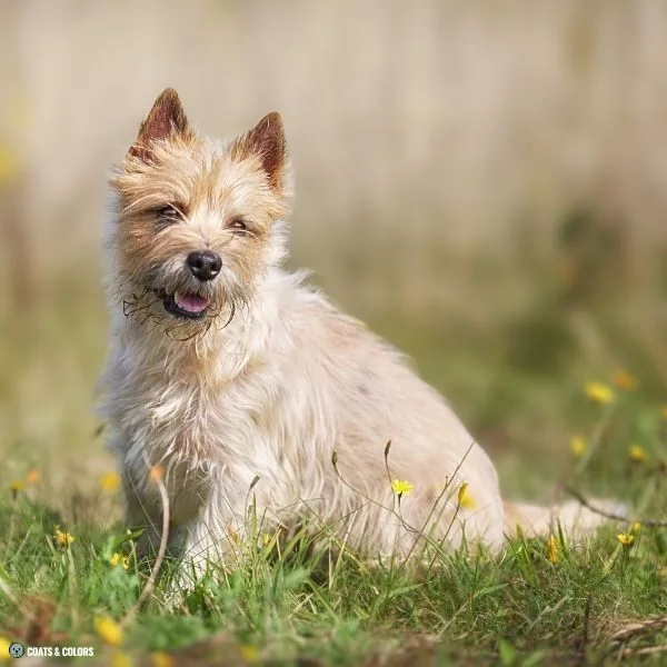 Sable vs Agouti sable Cairn Terrier