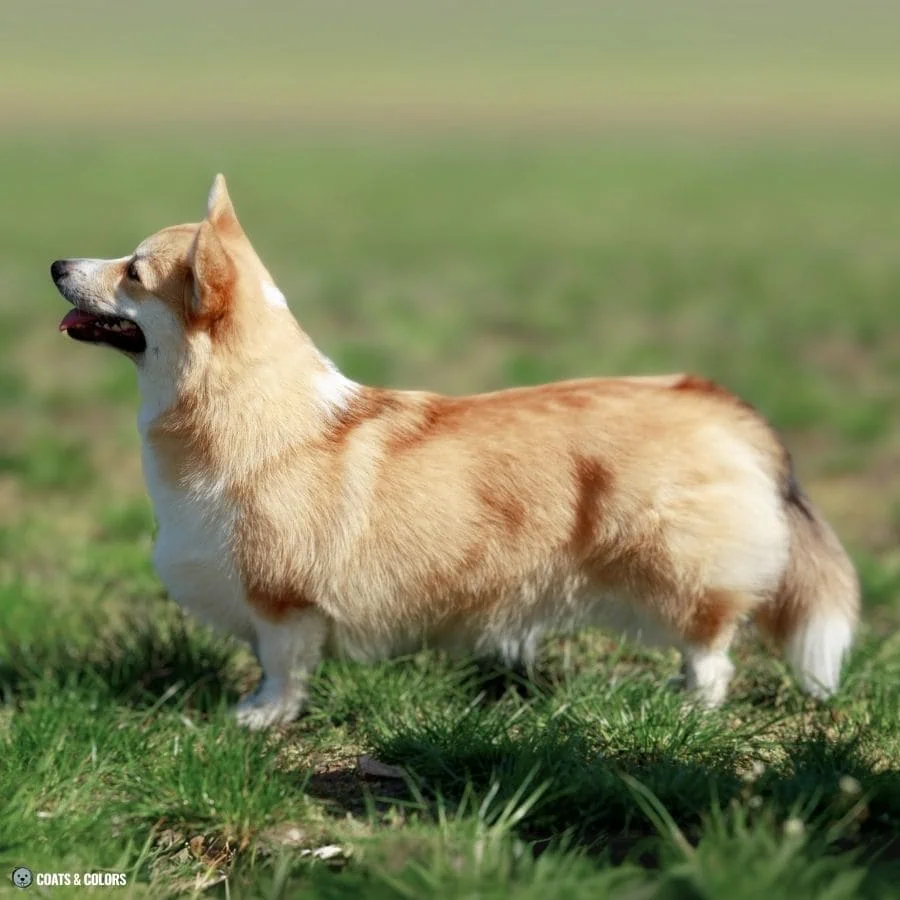 Sable vs Agouti sable Corgi 1