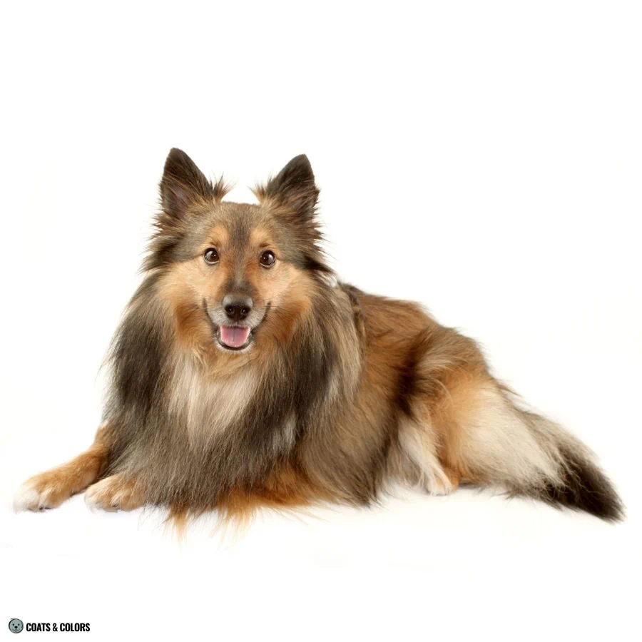 Sable vs Agouti sable SHeltie weird nose bar