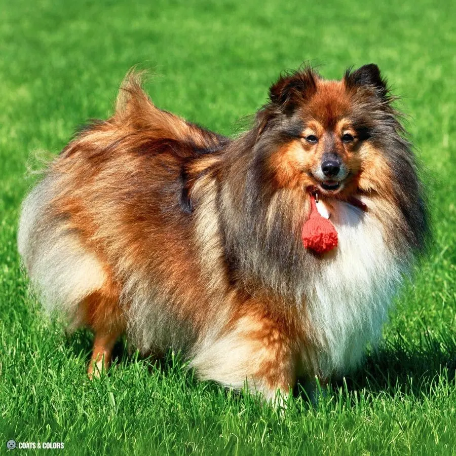 Sable vs Agouti sable Sheltie weird face markings