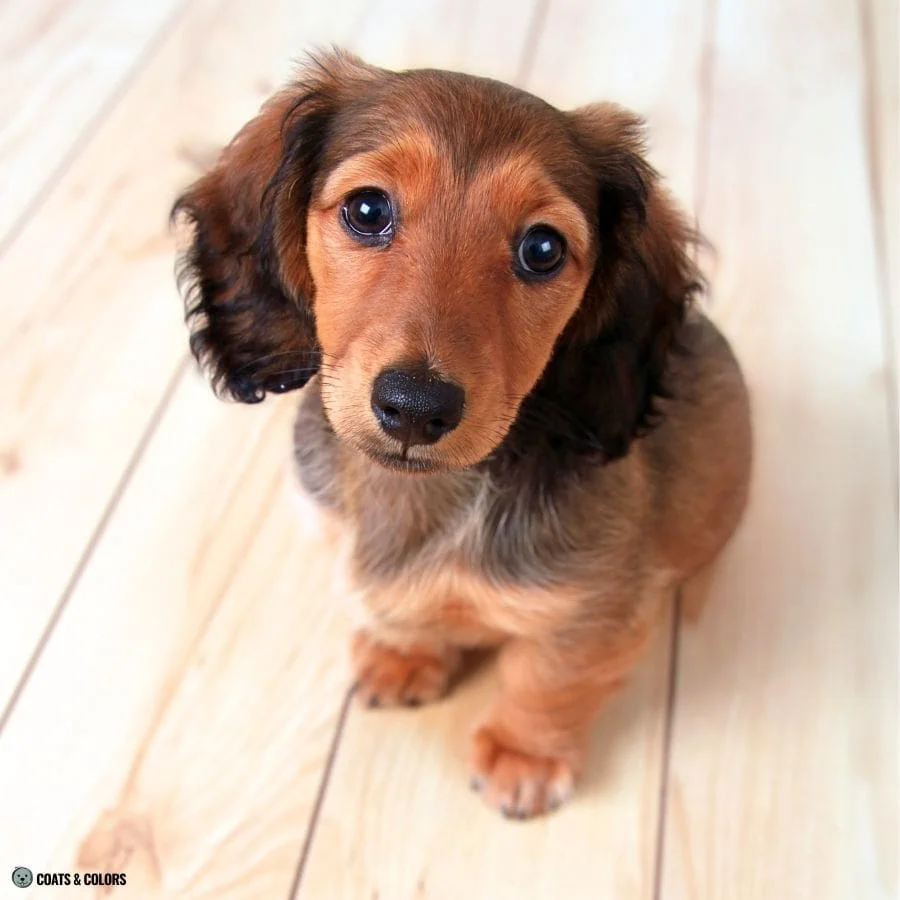 Sable vs Agouti sable longhaired Dachshund puppy 1