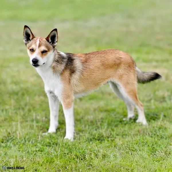 Sable vs Agouti sable lundehund