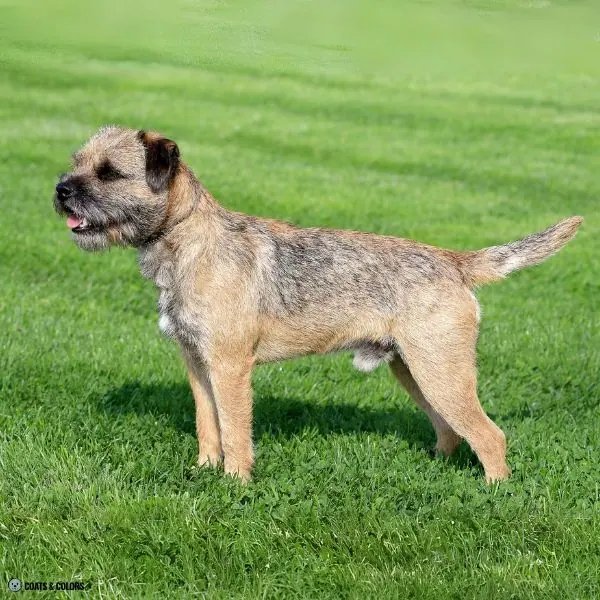 Sable vs Agouti sable shaded Border Terrier