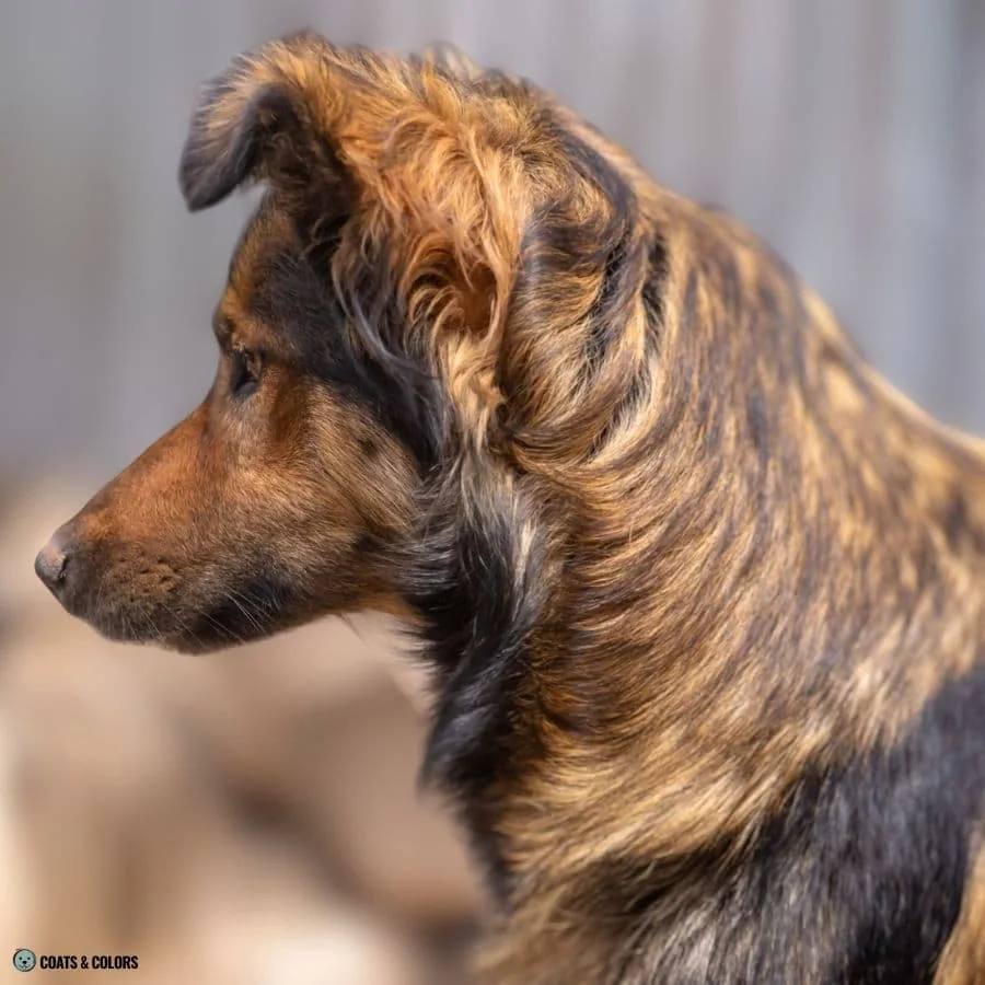 Sable vs Agouti sable shading mixed breed 2