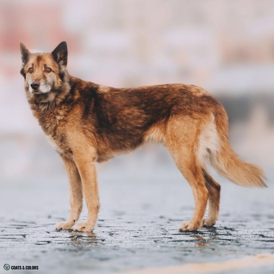 Sable vs Agouti sable shading mixed breed 3 1