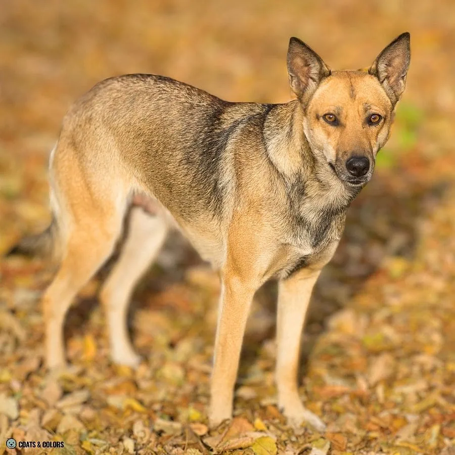 Sable vs Agouti sable shading mixed breed