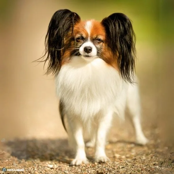 Sable vs Agouti sable white Papillon