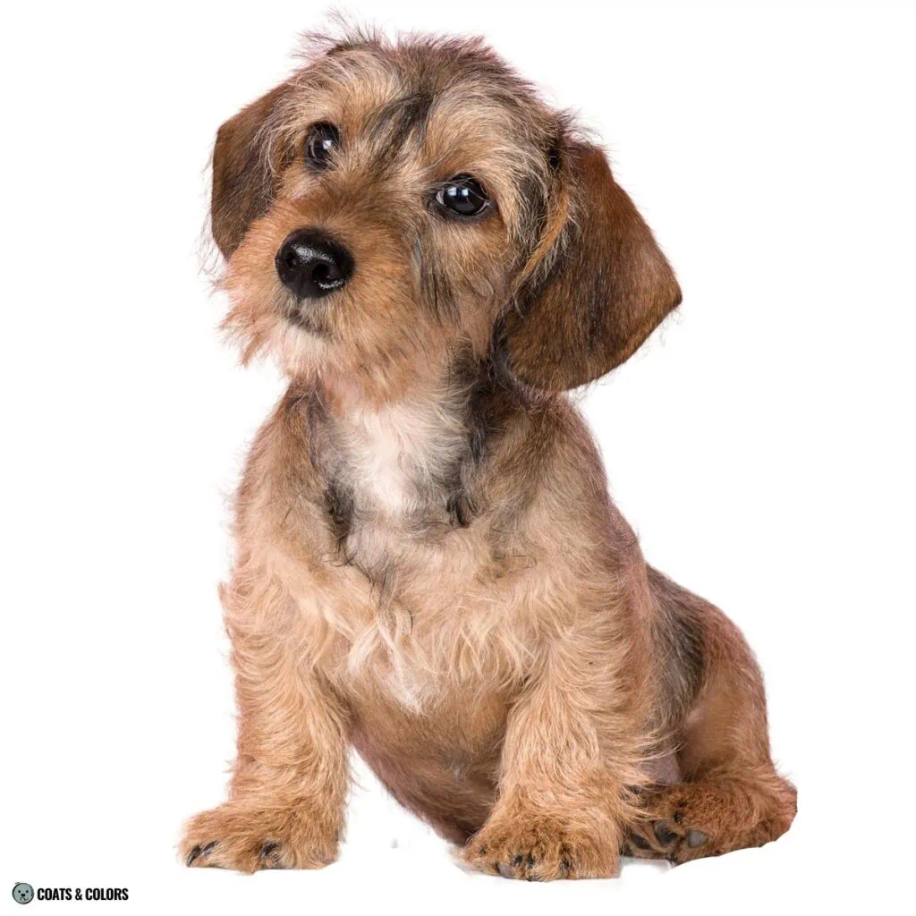 Sable vs Agouti sable wirehaired Dachshund