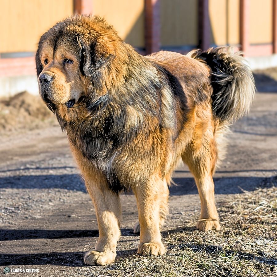 Sable vs Agouti sabling Tibetan Mastiff