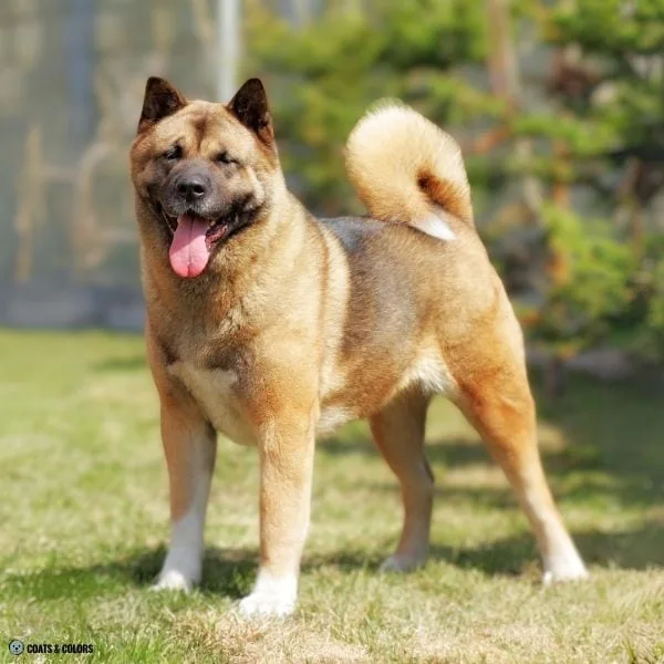 Sable vs Agouti shaded Akita 2