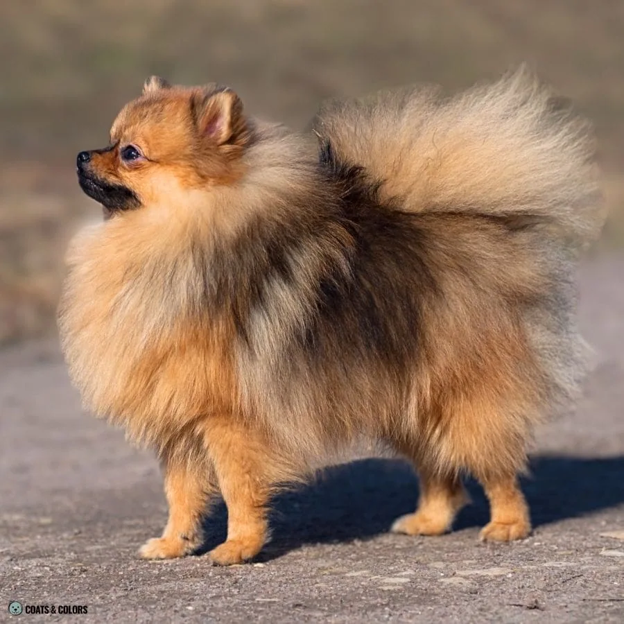 Sable vs Agouti shaded red Pomeranian