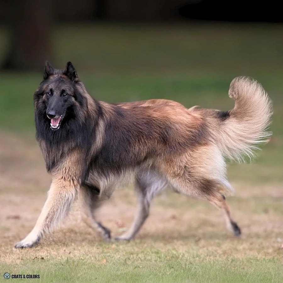 Sable vs Agouti shaded sable Belgian Tervuren