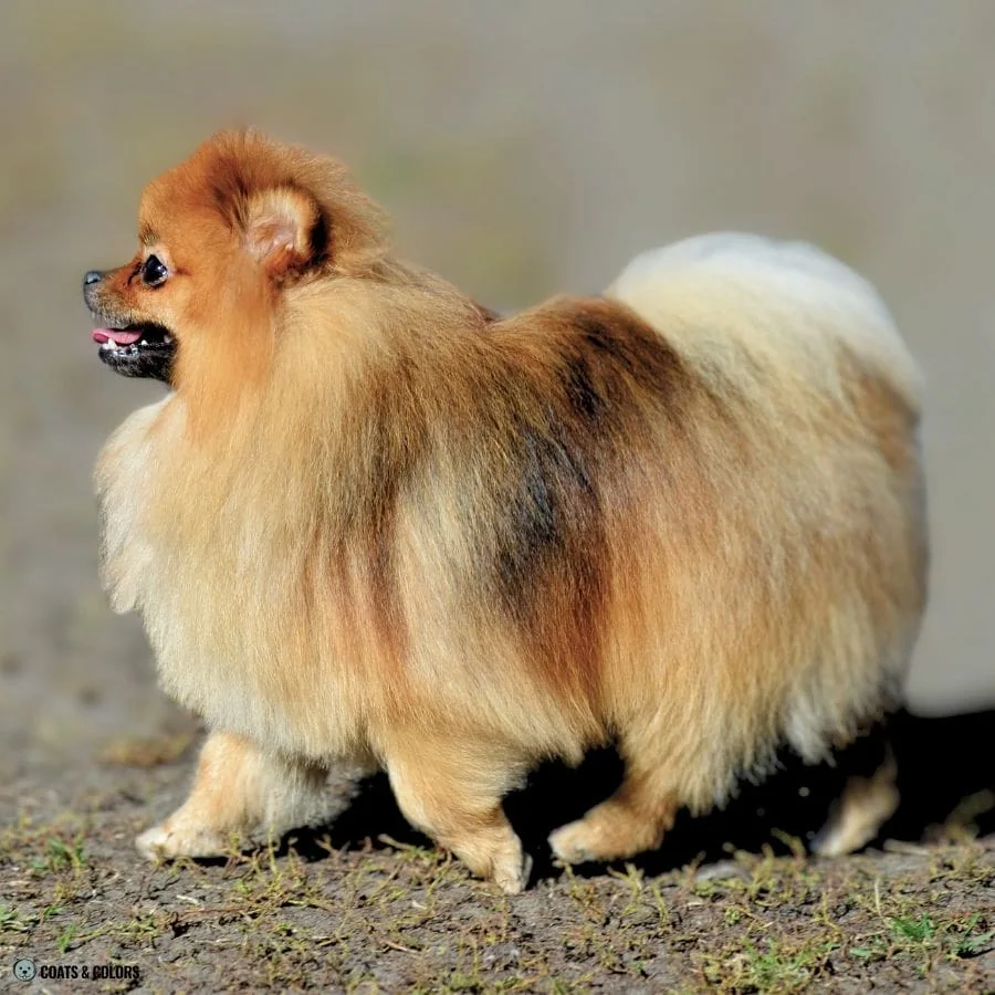 Sable vs Agouti shaded sable Pomeranian