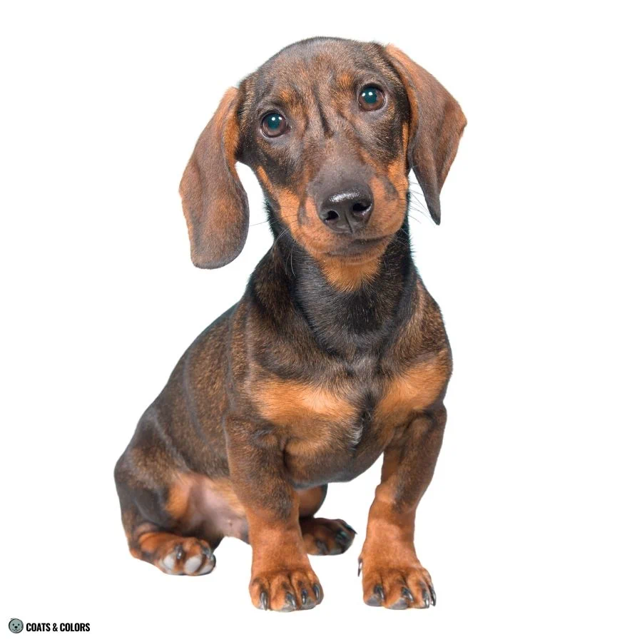 Sable vs Agouti shorthaired agouti Dachshund 1