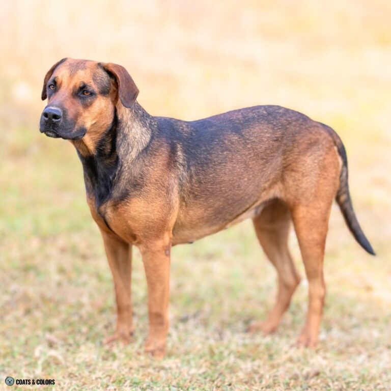 Sable vs. Agouti What’s The Difference? Coats and Colors
