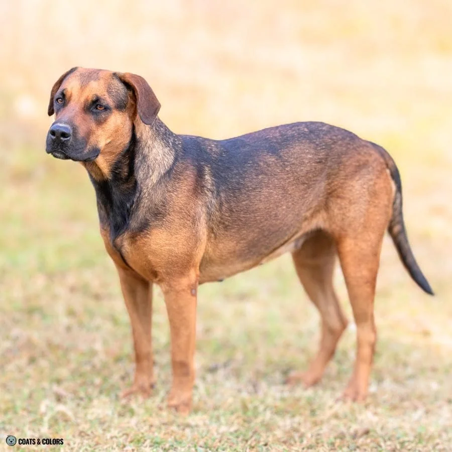 Sable vs Agouti shorthaired sable shading mixed breed