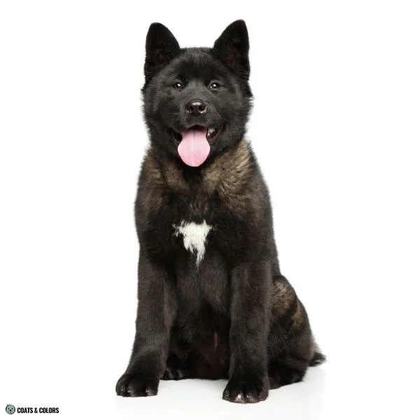 Sable vs Agouti super dark Akita puppy