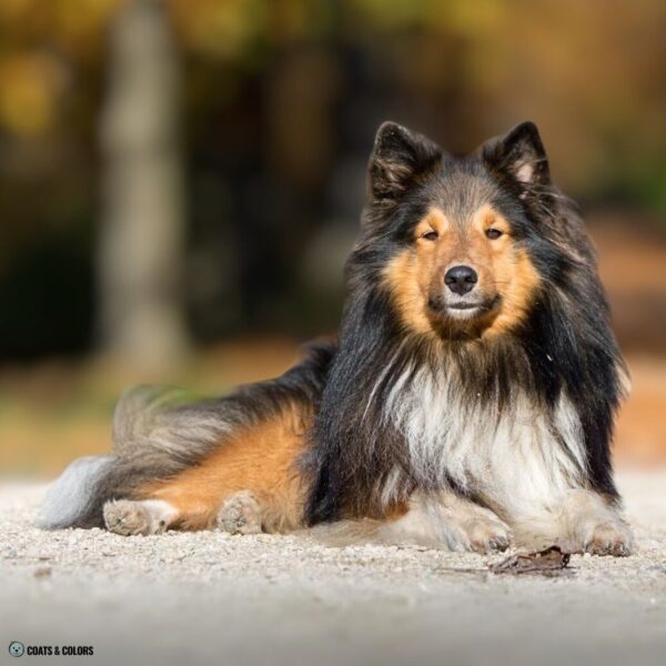 Sable vs. Agouti What’s The Difference? Coats and Colors